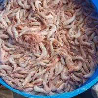 میگو رسید تازه بار