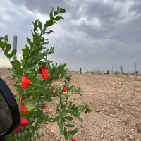 با ماهی ۱۵ میلیون مالک باغ شوید|فروش زمین و ملک کلنگی|اصفهان, صدف|دیوار