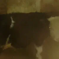 گوساله سمینتال سیاه نر