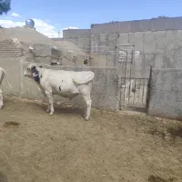 حیوانات