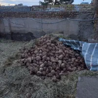 چغندر گاوی|حراج|نیشابور, خط کاشمر|دیوار