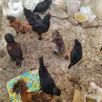 مرغ و خروس زینتی ابریشمی لهستانی ایام سمانی|حیوانات مزرعه|سبزوار, فرهنگیان|دیوار