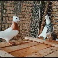 چند عدد طوق سرور عتیقه|پرنده|درودزن, |دیوار