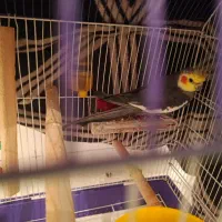 عروس هلندی