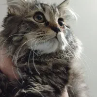 گربه بریتیش ماده|گربه|کرج, عظیمیه|دیوار