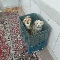 سگ پاپی ماده سفید پنل نرخاکستری ومشکی