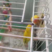 یک جفت طوطی برزیلی مولد|پرنده|سقز, |دیوار