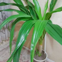 گل اشک ملکه