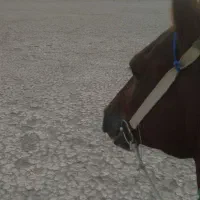 سلام خدمت اسب سواران مادیون کحیلان|اسب و تجهیزات اسبسواری|آبادان, |دیوار