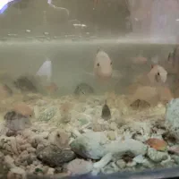 سیچلاید ماهی|ماهی|تربت‌حیدریه, مسجد جامع|دیوار