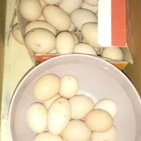 تخم مرغ محلی و پا پر نطفه دار