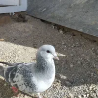 کفتر|پرنده|قزوین, |دیوار