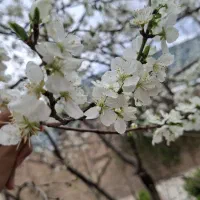 باغبانی اختصاصی