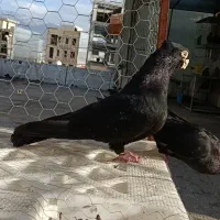 کبوتر صرب نژاد خاص سوپر سایز