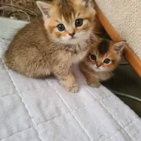 بریتیش بلک گلد