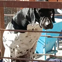 فروش سگ شکاری پوینتر انگلیس اصیل|سگ|آمل, |دیوار