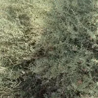 خارکوبیده