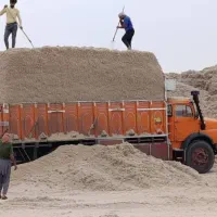 کاه نیشکر تولید تازه