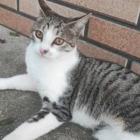 واگذاری گربه|گربه|سنگر, |دیوار