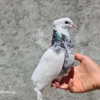 فروشه  ۳ عدد کبوتر طوق