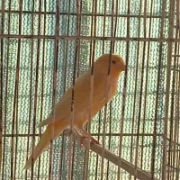 قناری نر|پرنده|پاکدشت, شهرک امام رضا|دیوار