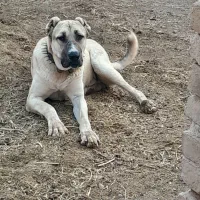 سگ نژاد دار