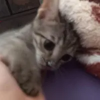 واگذاری بچه گربه