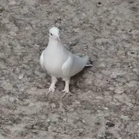 کله دمبی زرد سفید پرشی بازدید پیربکران|پرنده|پیر بکران, |دیوار