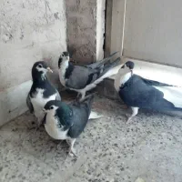 فروش ماده دمگیر