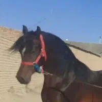 عرب خالص دوسر وارداتی درشت پوزه مصری