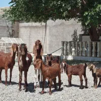 بز پاکستانی زاییده