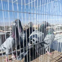 کفتر جفت گاه|پرنده|نصر آباد, |دیوار