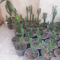 گل افوربیا