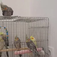 6 عدد عروس هلندی|پرنده|گرمسار, |دیوار