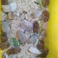 ۲۵ عدد همستر مولد|موش و خرگوش|تهران, پیکان شهر|دیوار