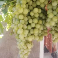 انگور لعل سفید گوشتی