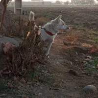 واگذاری سگ شیتزو|سگ|پاکدشت, پاکدشت (مامازند)|دیوار