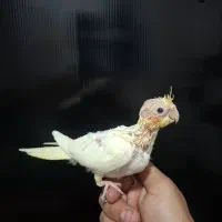 جوجه لوتینو دونخور