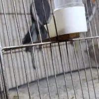 پرنده عروس هلندی|پرنده|سیاهکل, |دیوار