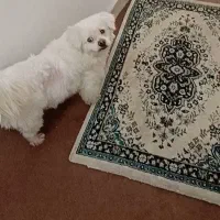 فروش سگ|سگ|رشت, نظری|دیوار