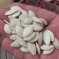 تخمه کدو|خوردنی و آشامیدنی|شیراز, ده پیاله|دیوار