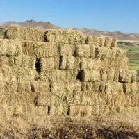 یونجه خشک بسته بندی شده