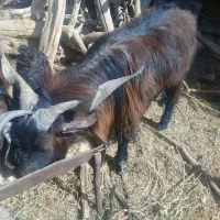 نربز|حیوانات مزرعه|فردوس (خراسان), |دیوار