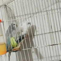 یه جفت فنچ یه جفت مرغ عشق|پرنده|زابل, |دیوار