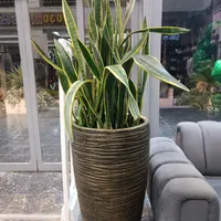 گل دومتری با گلدون