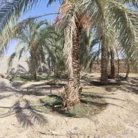 فروش باغ|فروش زمین و ملک کلنگی|سراوان, |دیوار