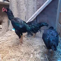 مرغ وخروس لاری|حیوانات مزرعه|تهران, آبشار|دیوار
