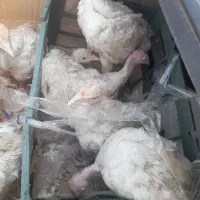 فروش جوجه ۶۰ روزه بوقلمون ۶گوشتی جوجه برهما اردک|حیوانات مزرعه|کرمان, |دیوار