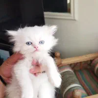 بچه گربه پرشین اشرافی خالص چشم ابی|گربه|چهاردانگه (تهران), |دیوار