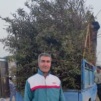 فروش انواع نهال اصلاح شده پیوندی|خدمات باغبانی و درختکاری|خسروشاه, |دیوار